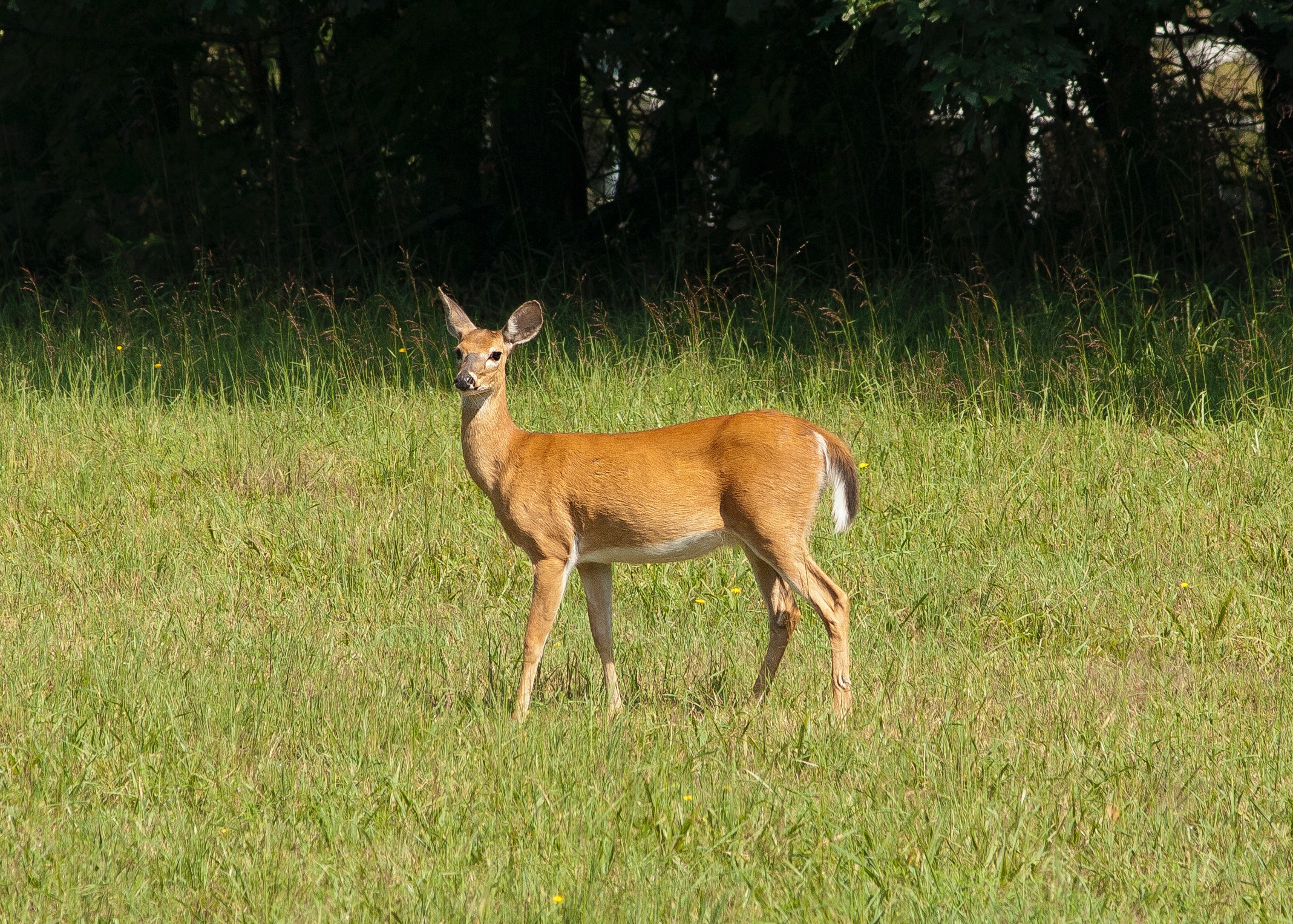 pexels-jim-fawns-756758